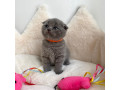 adorable-scottish-fold-kittens-tica-small-1