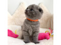 adorable-scottish-fold-kittens-tica-small-3