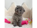 adorable-scottish-fold-kittens-tica-small-2