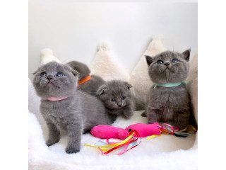 Adorable Scottish fold kittens tica