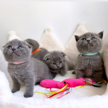 adorable-scottish-fold-kittens-tica-big-0