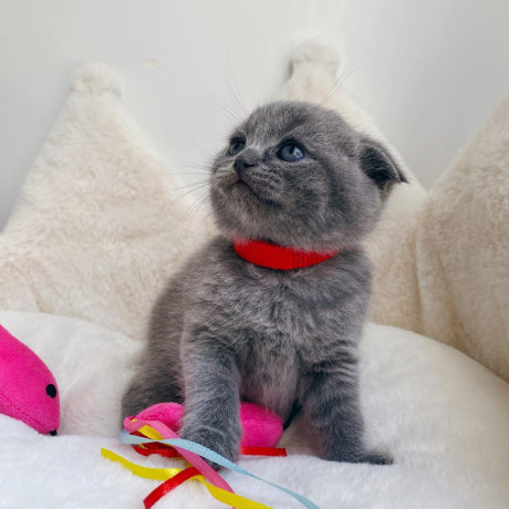 adorable-scottish-fold-kittens-tica-big-4