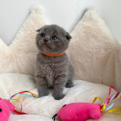 adorable-scottish-fold-kittens-tica-big-1