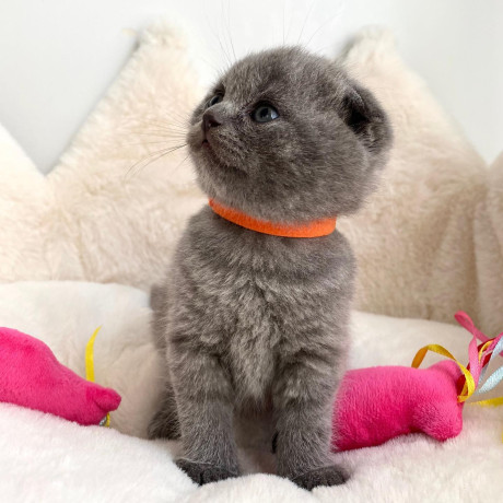 adorable-scottish-fold-kittens-tica-big-3