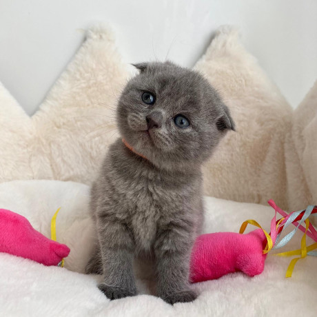 adorable-scottish-fold-kittens-tica-big-2