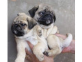 pure-bred-pug-puppies-fawn-small-0