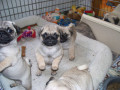 pure-bred-pug-puppies-fawn-small-1