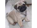 pure-bred-pug-puppies-fawn-small-2