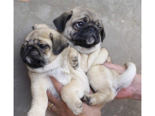 Pure bred pug puppies fawn