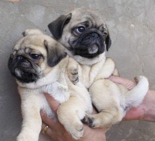 pure-bred-pug-puppies-fawn-big-0