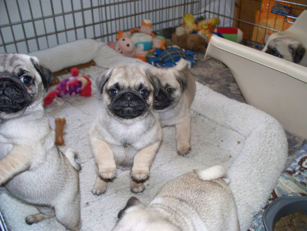 pure-bred-pug-puppies-fawn-big-1