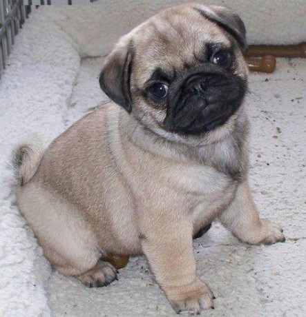 pure-bred-pug-puppies-fawn-big-2