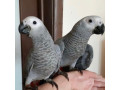 african-grey-parrots-for-sale-small-0