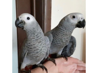 African Grey Parrots for Sale