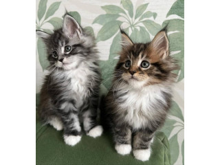 Mainecoon Kittens For Sale Near Me