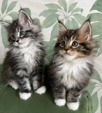 mainecoon-kittens-for-sale-near-me-big-0