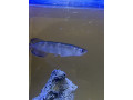 jardini-pearl-arowana-small-0