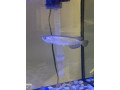 jardini-pearl-arowana-small-1