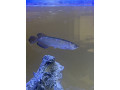 jardini-pearl-arowana-small-2