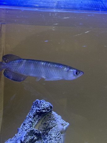 jardini-pearl-arowana-big-0