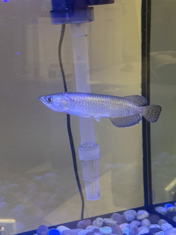 jardini-pearl-arowana-big-1