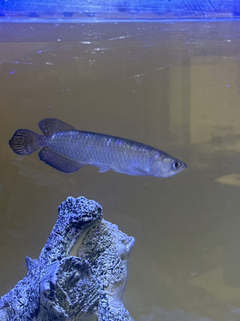 jardini-pearl-arowana-big-2