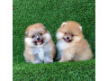 teacup-pomeranian-for-sale-small-0