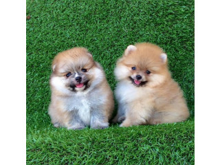 Teacup Pomeranian for sale