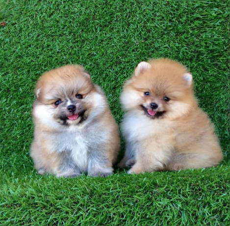 teacup-pomeranian-for-sale-big-0