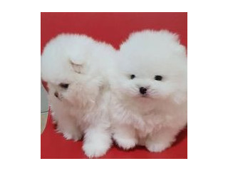 Pomeranian puppies Available