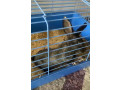 rabbit-for-adoption-small-2