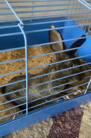 rabbit-for-adoption-big-2