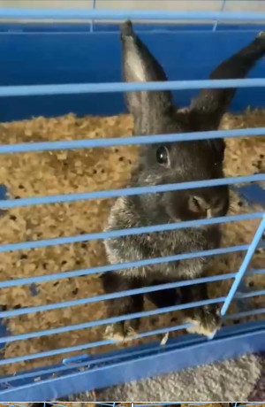 rabbit-for-adoption-big-1